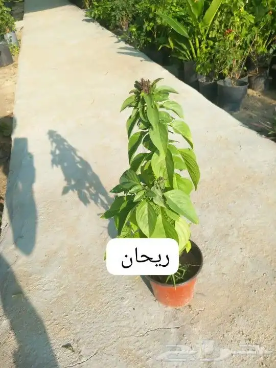 تيل طبيعي C2000 6