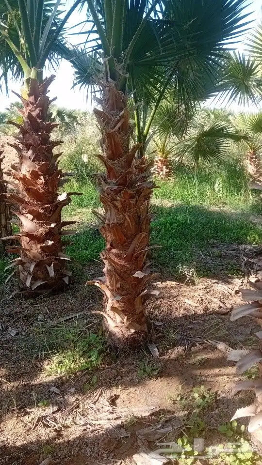 نخل عربي وواشنطنيا وأشجار الزينه 3