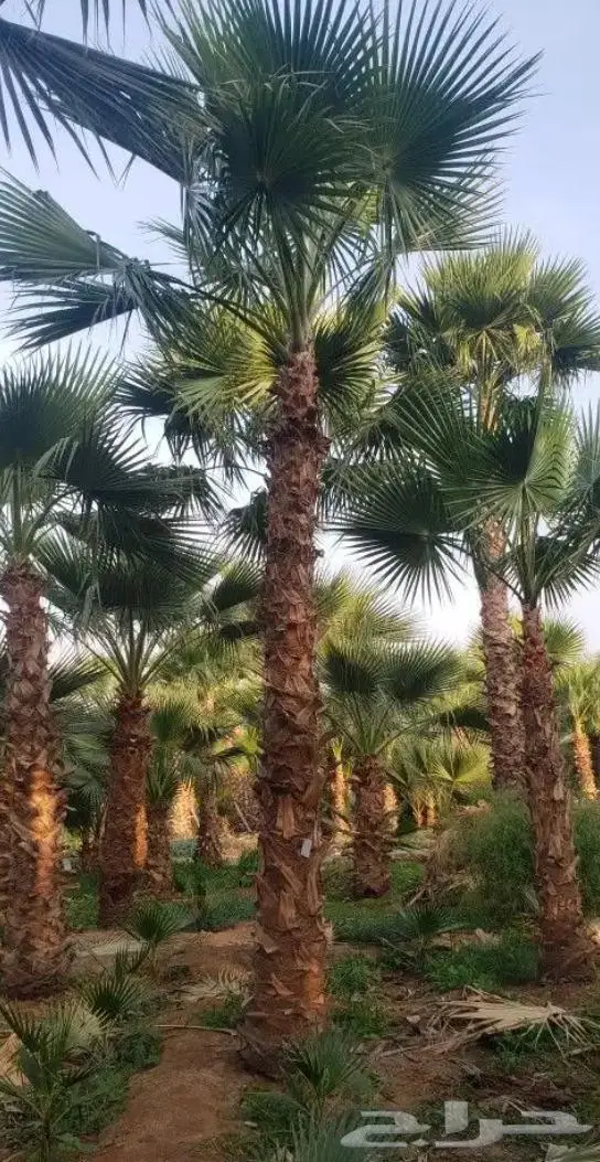 نخل واشنطني واشنطواني 0
