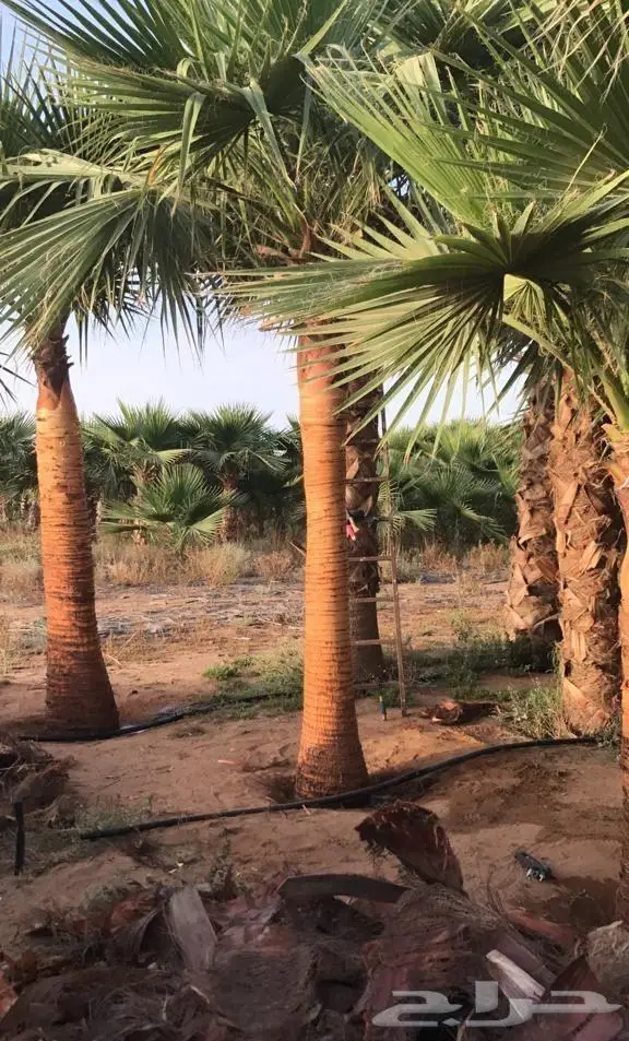 نخل واشنطني واشنطواني 20