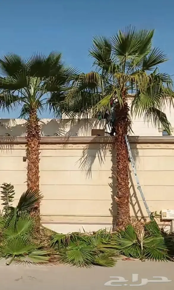 نخل واشنطني واشنطواني 9