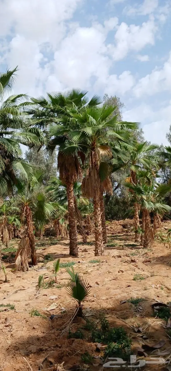 نخل واشنطني واشنطواني 14