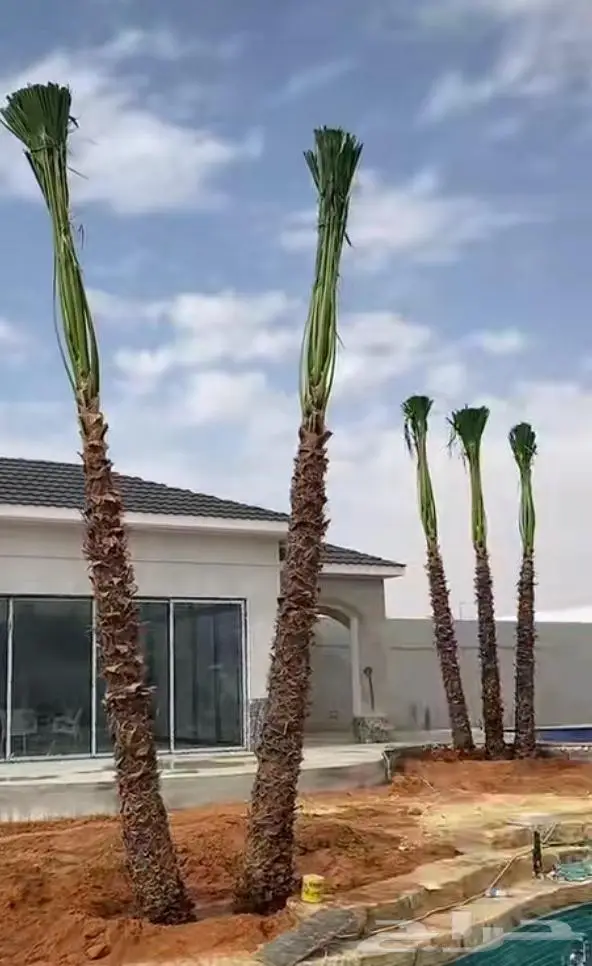 نخل واشنطني واشنطواني 8