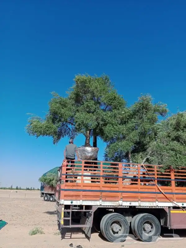 يوجد لدينا جميع انواع الاشجار 9