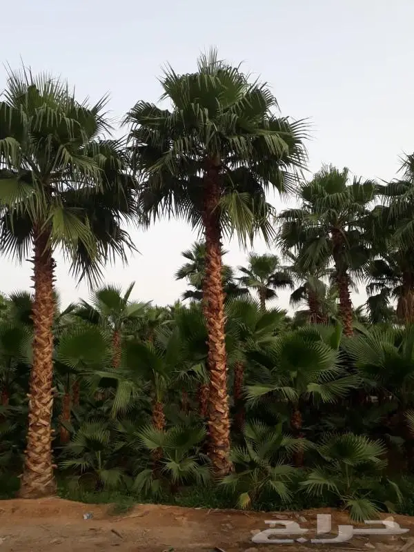 نخل واشنطني واشنطواني 3
