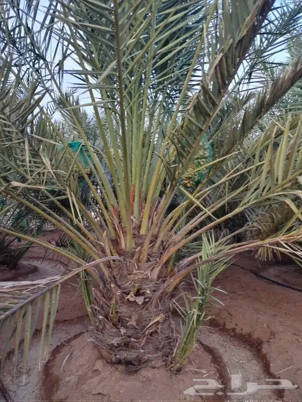 مزراع الغاط المجمعه الزلفي 3