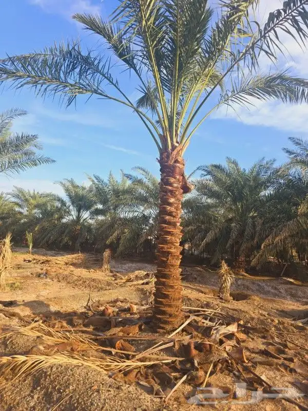 نخيل للبيع من متر الا 3 أمتار 5