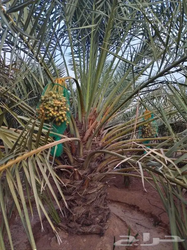 مزراع الغاط المجمعه الزلفي 1