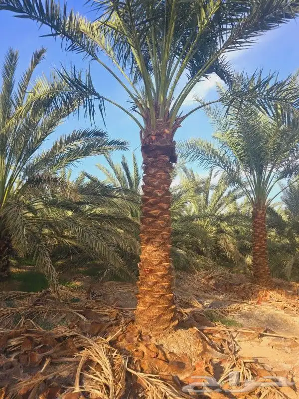 نخيل للبيع من متر الا 3 أمتار 4