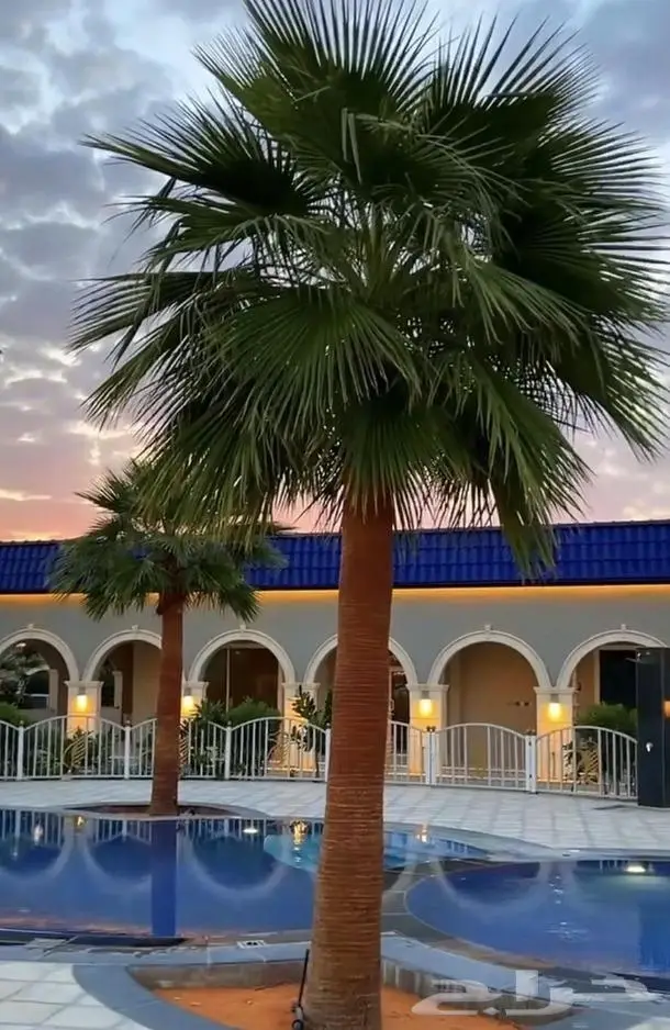 نخل واشنطني واشنطواني 13