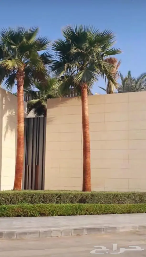 نخل واشنطني واشنطواني 40