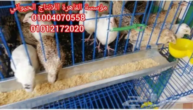 بطاريات سمان بياض 9