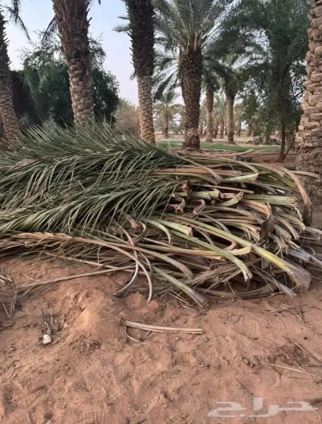 نخل واشنطني واشنطواني 43