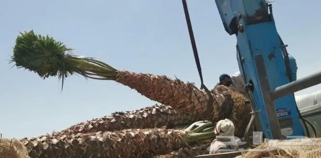 نخل واشنطني واشنطواني 5