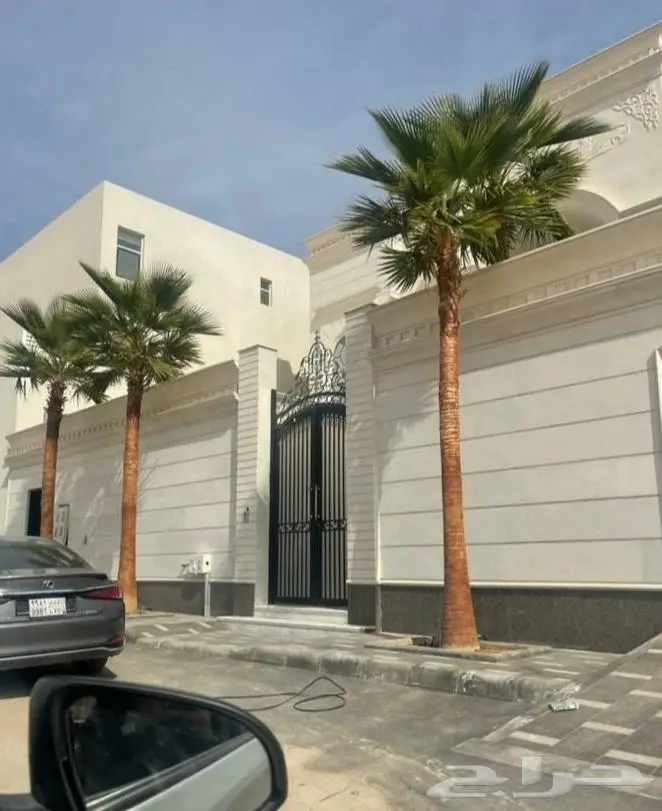 نخل واشنطني واشنطواني 7