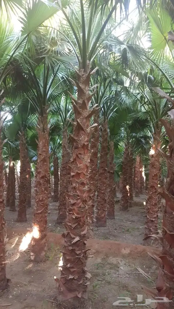 نخل واشنطني واشنطواني 18