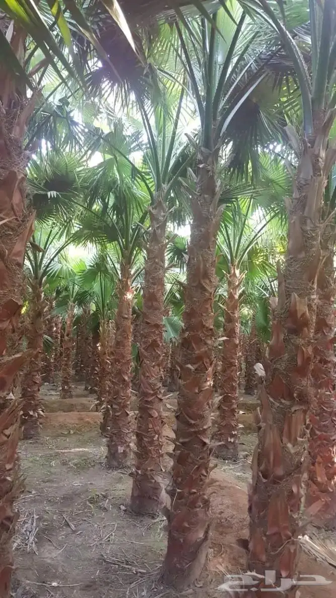 نخل واشنطني واشنطواني 21