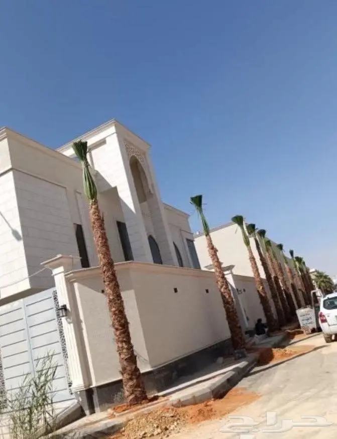 نخل واشنطني واشنطواني 30