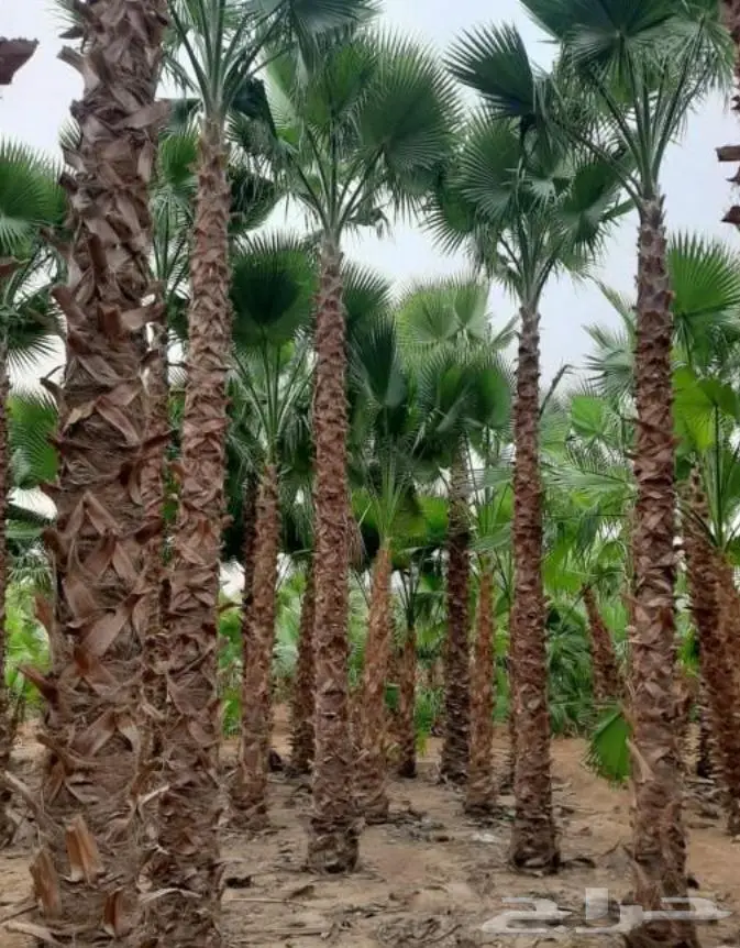 نخل واشنطني واشنطواني 45