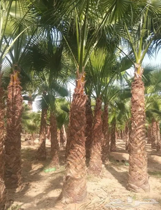 نخل واشنطني واشنطواني 48
