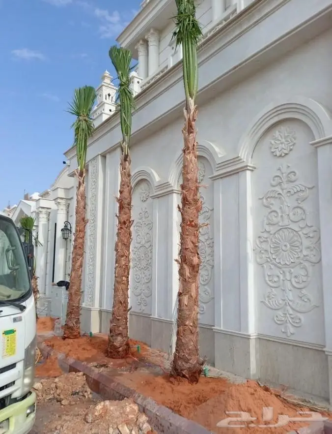 نخل واشنطني واشنطواني 38