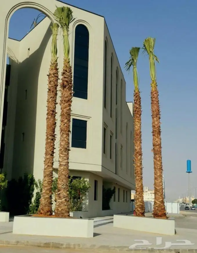 نخل واشنطني واشنطواني 41