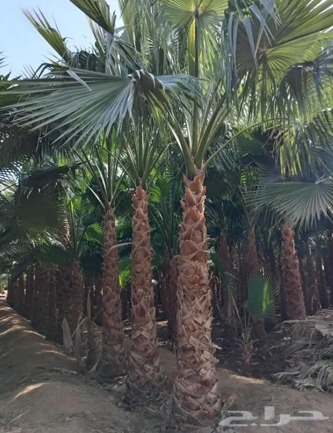 نخل واشنطني واشنطواني 46