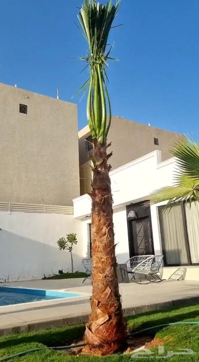 نخل واشنطني واشنطواني 15