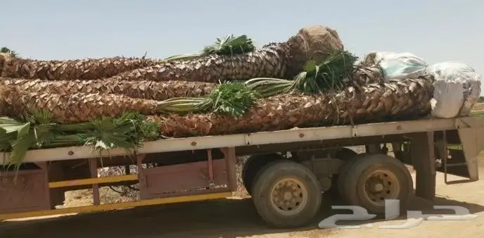 نخل واشنطني واشنطواني 6