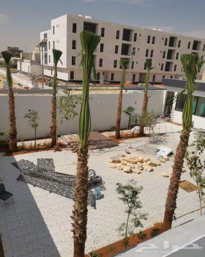 نخل واشنطني واشنطواني 42