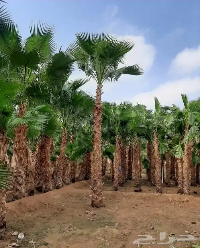 نخل واشنطني واشنطواني 19