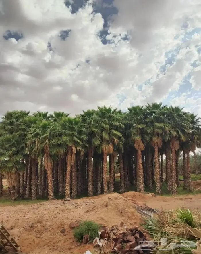 نخل واشنطني واشنطواني 11