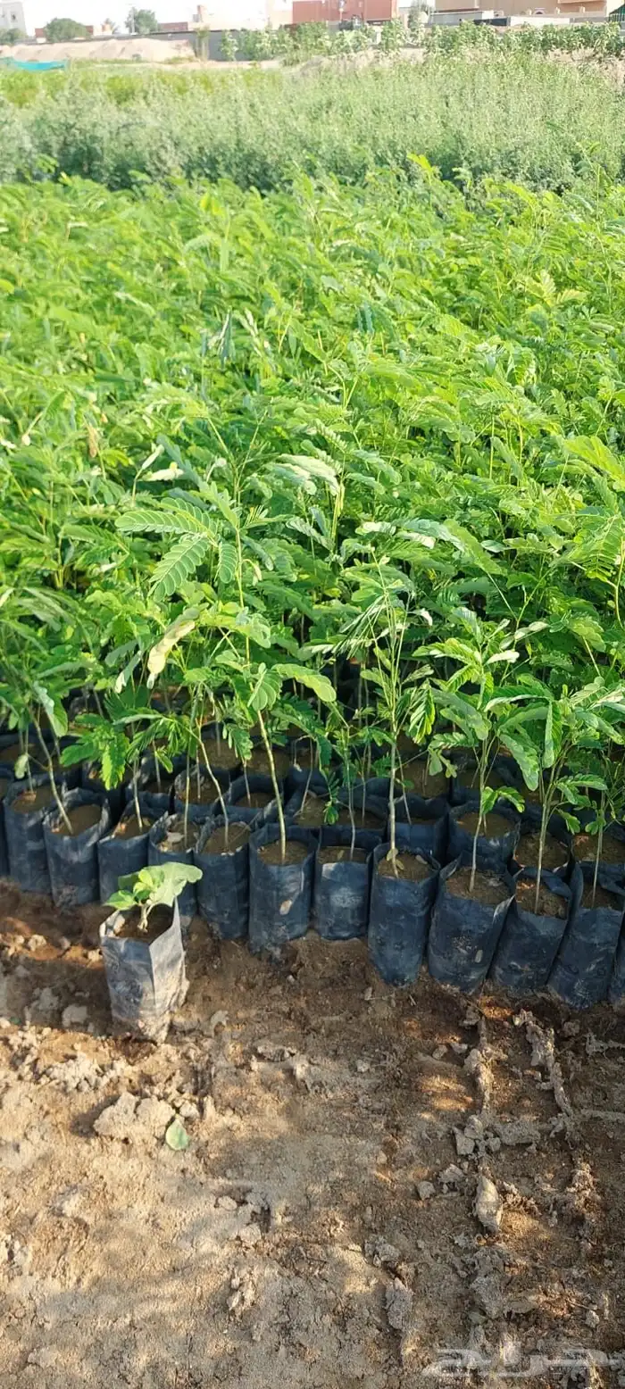 شتلات بريال ونص واصله موقعك للجملة فقط فوق 2000 0