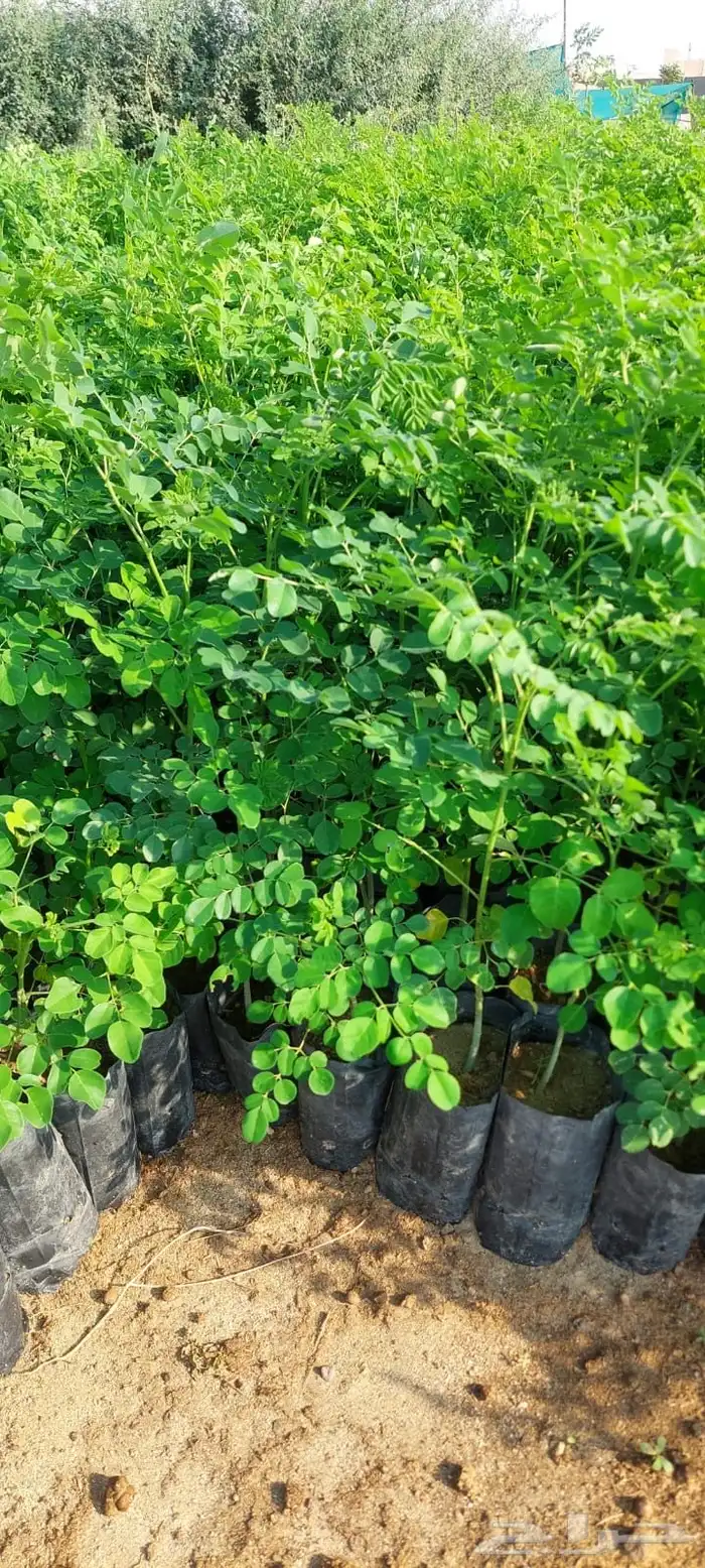 شتلات بريال ونص واصله موقعك للجملة فقط فوق 2000 2