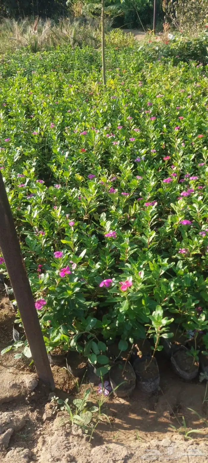 شتلات بريال ونص واصله موقعك للجملة فقط فوق 2000 21