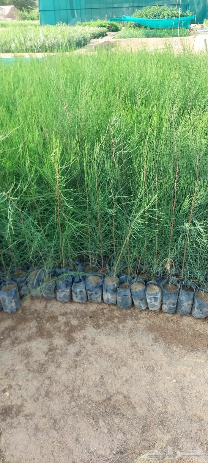 شتلات بريال ونص واصله موقعك للجملة فقط فوق 2000 1