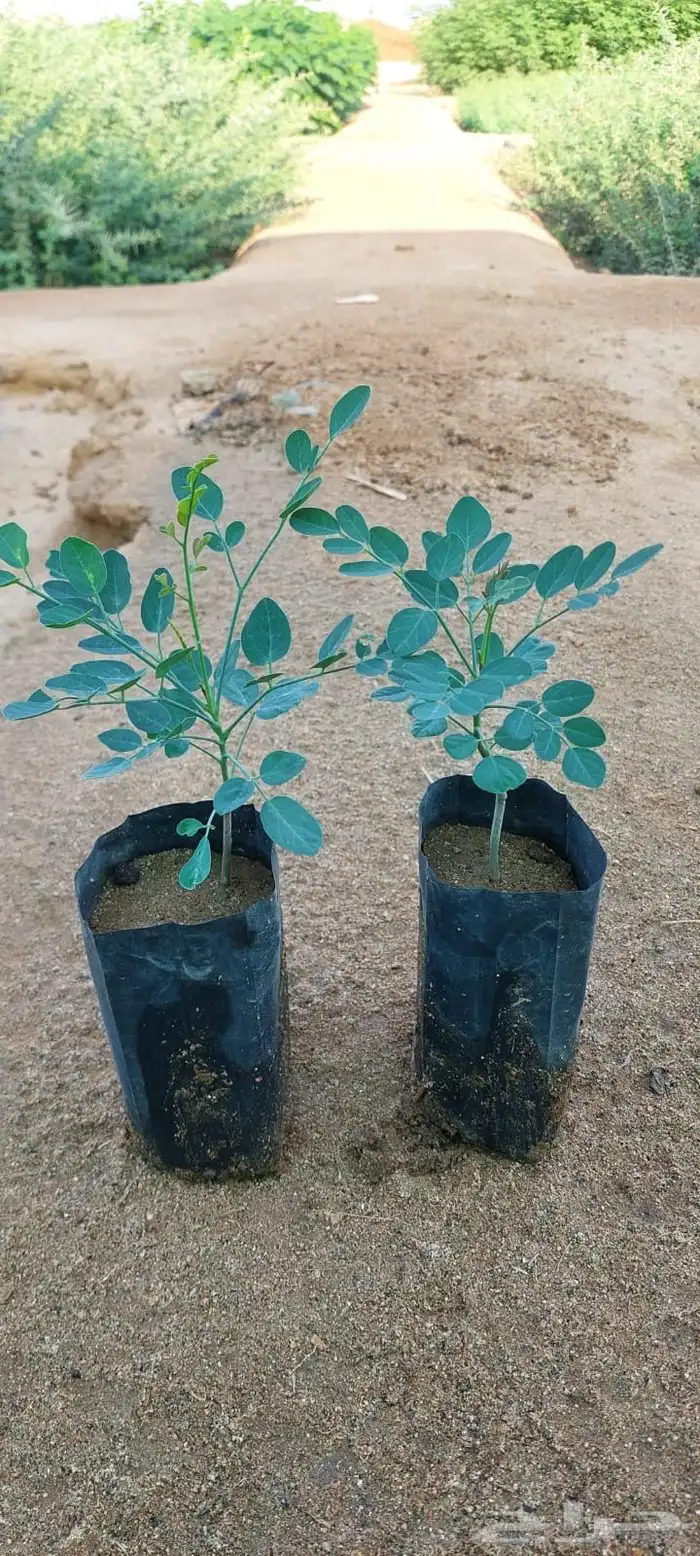 شتلات بريال ونص واصله موقعك للجملة فقط فوق 2000 3