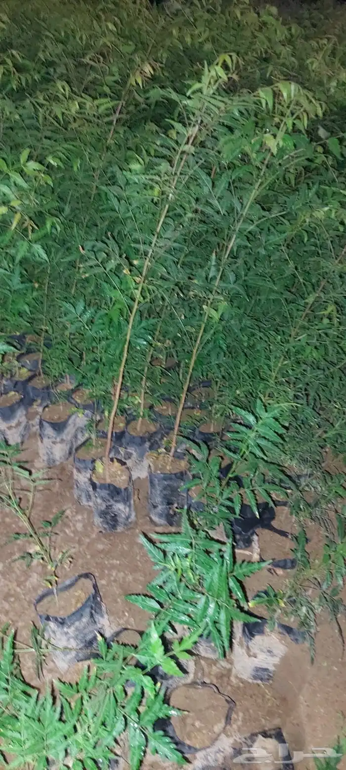 شتلات بريال ونص واصله موقعك للجملة فقط فوق 2000 5