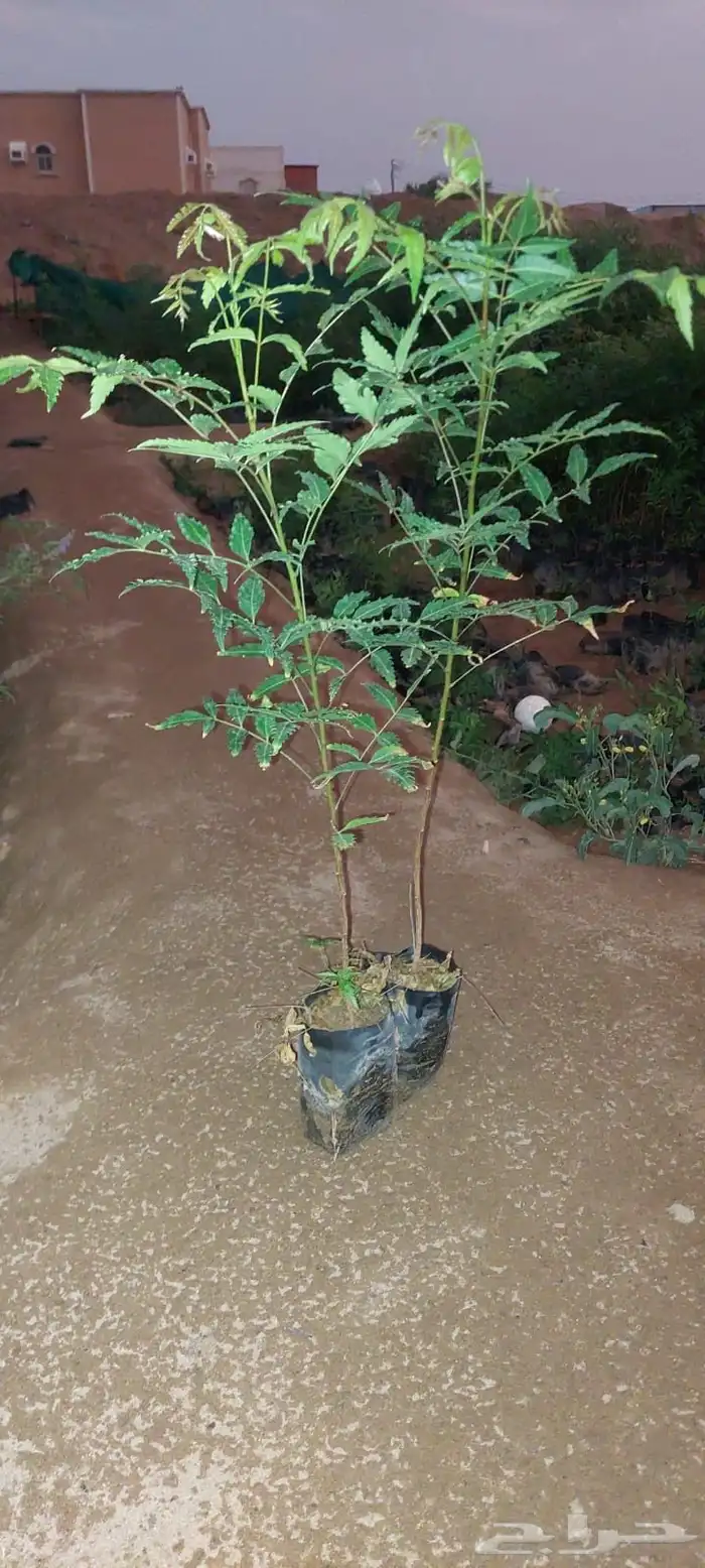 شتلات بريال ونص واصله موقعك للجملة فقط فوق 2000 4