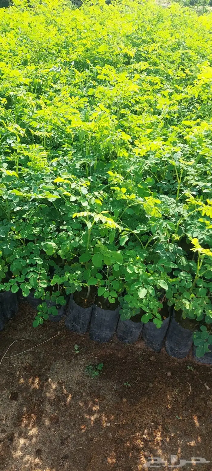 شتلات بريال ونص واصله موقعك للجملة فقط فوق 2000 7