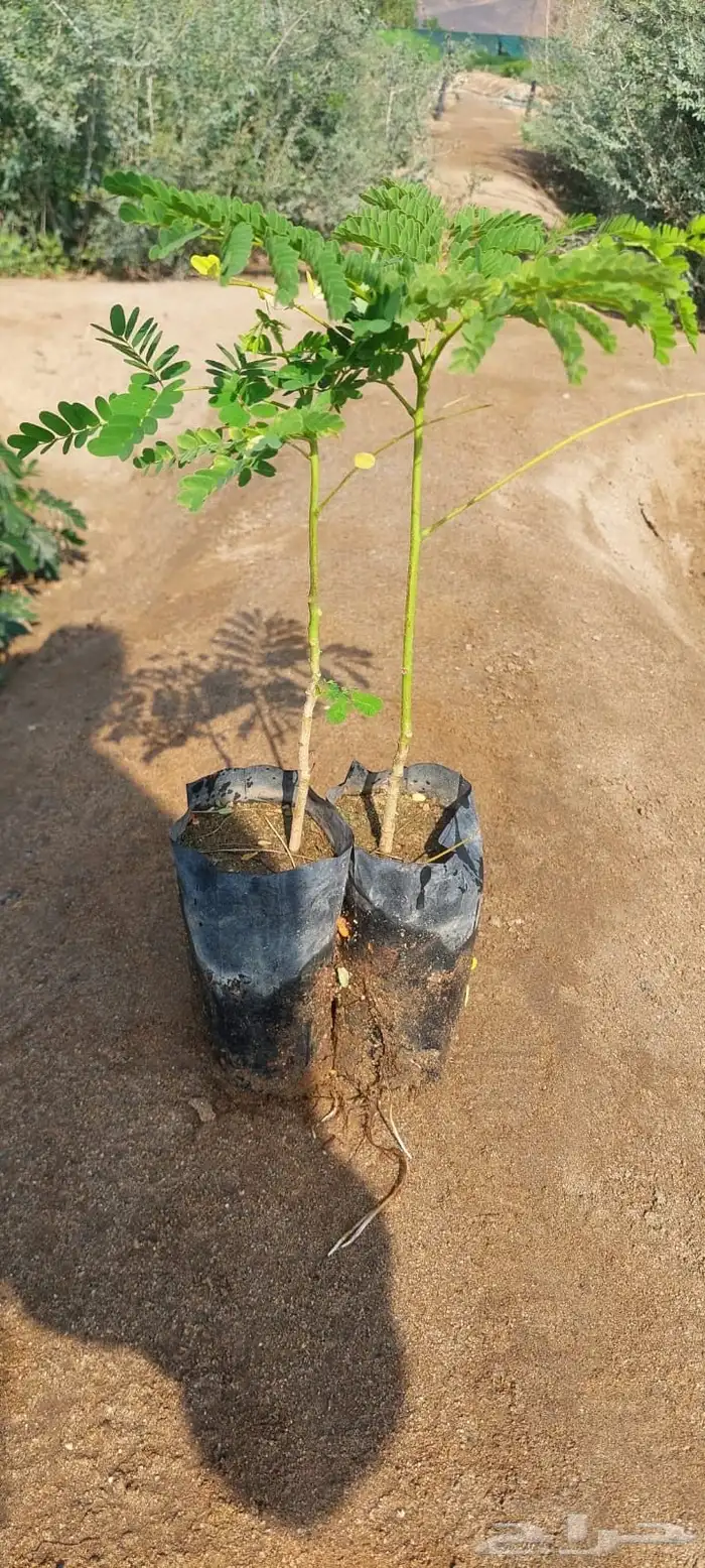 شتلات بريال ونص واصله موقعك للجملة فقط فوق 2000 10