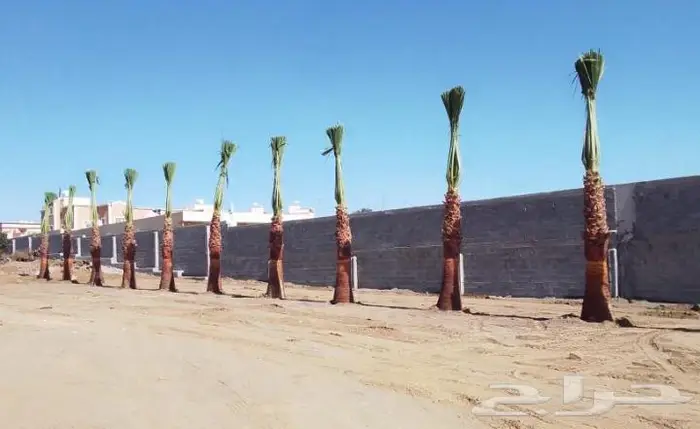 نخل واشنطني واشنطواني 32