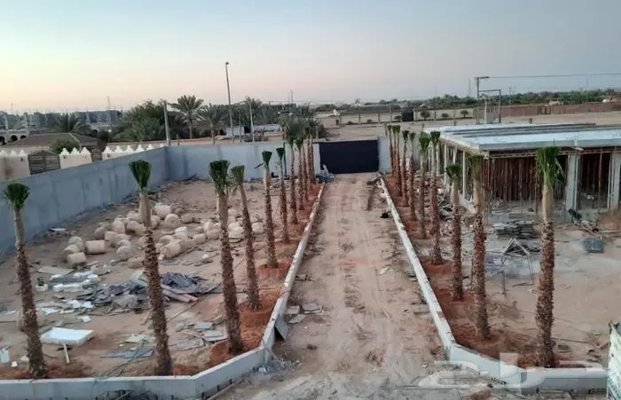 نخل واشنطني واشنطواني 34