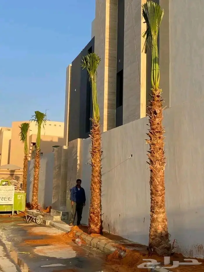 نخل واشنطني واشنطواني 44