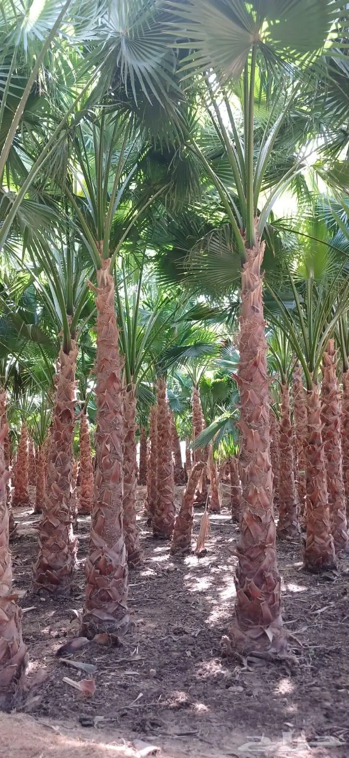 نخل واشنطني واشنطواني 49