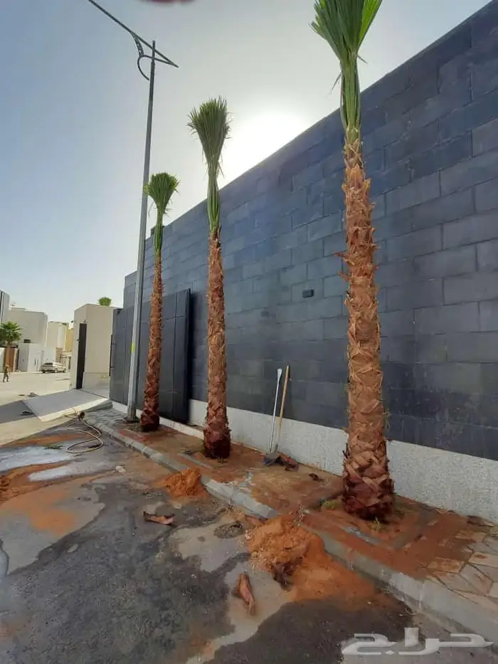 نخل واشنطني واشنطواني 1