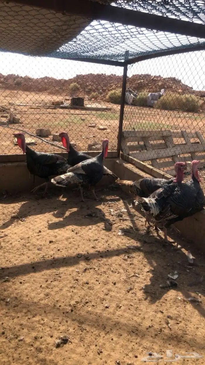 ذكور رومي 1