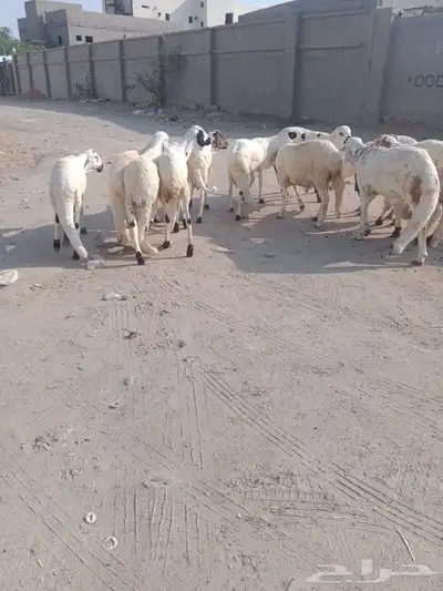 جدعان سواكني بيض مرابي 2