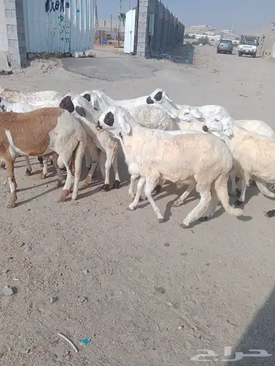 جدعان سواكني بيض مرابي 0