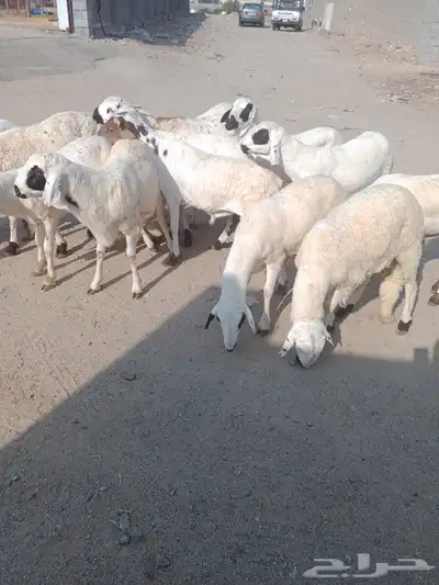 جدعان سواكني بيض مرابي 1